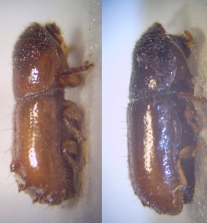 01 Pityogenes calcographus 40fach Imagines von rechts.jpg © Fdcgoeul