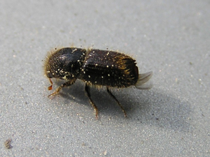 Ips typographus 3 bialowieza forest beentree.jpg © Commons