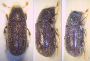 Polygraphus grandiclava von oben Weibchen Männchen.JPG © Fdcgoeul