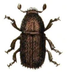 Polygraphus.poligraphus.-.calwer.30.06.jpg © Commons
