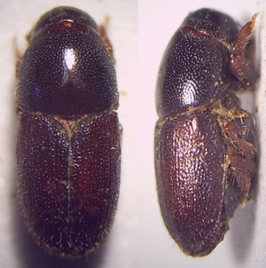 Scolytus rugulosus Imago.JPG © Fdcgoeul