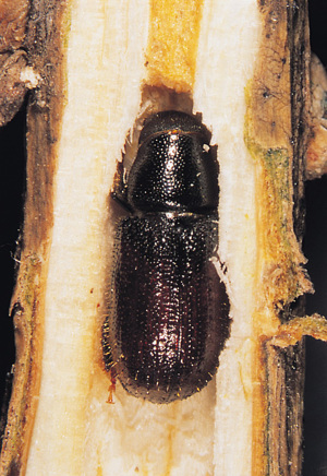 Tomicus piniperda1.jpg © Gyorgy Csoka, Hungary Forest Research Institute, Hungary