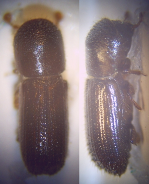 0 Xyleborus dryographus Weibchen 40fach von oben und rechts.jpg © Fdcgoeul