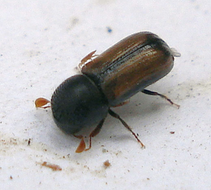 Trypodendron domesticum (3390142597).jpg © Mick Talbot from Lincoln (U.K.), England