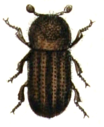Trypodendron.lineatum.-.calwer.30.03.jpg © Commons