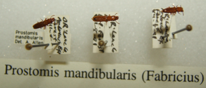 Prostomis mandibularis sjh.jpg © No machine-readable author provided. Kugamazog~commonswiki assumed (based on copyright claims).