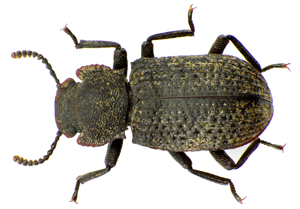 Bolitophagus reticulatus up.jpg © Siga