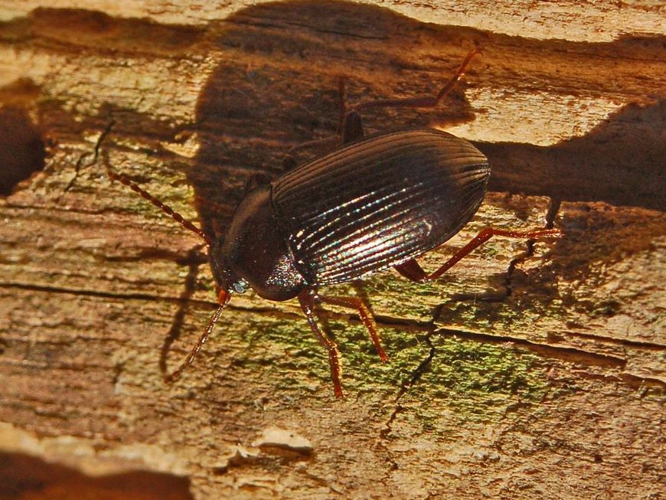 Tenebrionidae - Nalassus dryadophilus. -1.JPG &copy; Hectonichus