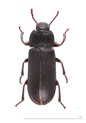 Tenebrio molitor MHNT.jpg © Didier Descouens