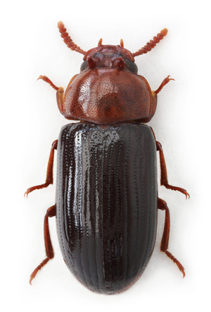 Neomida haemorrhoidalis.jpg © Stanislav Snäll