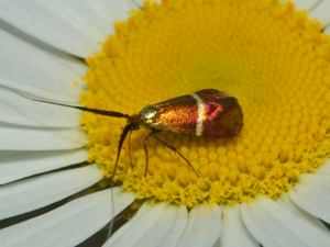 Adela australis.jpg © Hectonichus