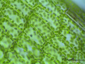Rhizomnium punctatum lamina.jpeg © Kristian Peters -- Fabelfroh 09:12, 28 February 2007 (UTC)