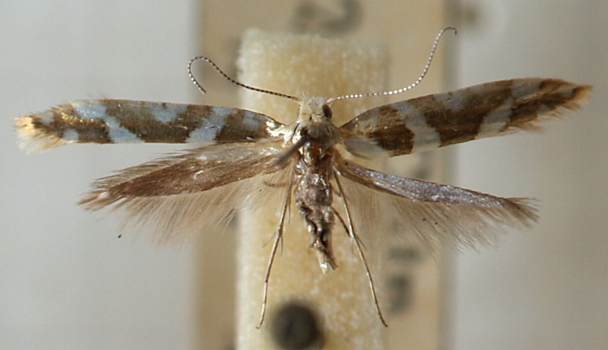 Argyresthia.goedartella.mounted.jpg &copy; Sarefo
