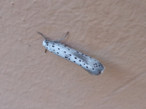 Yponomeuta irrorella 01.JPG © AfroBrazilian