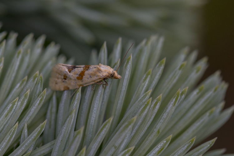 Ypsolopha sylvella, Lodz(Poland)01(js).jpg &copy; Jerzy Strzelecki