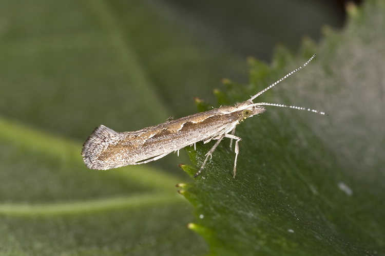 Plutella.xylostella.7383.jpg © Commons
