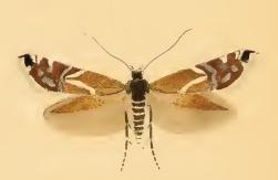 Glyphipterix equitella.JPG &copy; Stainton