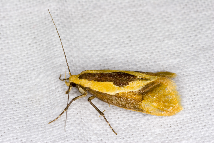 Harpella.forficella.7764.jpg © picture taken by Olei