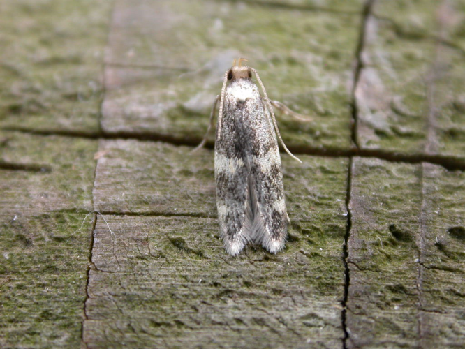 Oegoconia deauratella.jpg © Donald Hobern