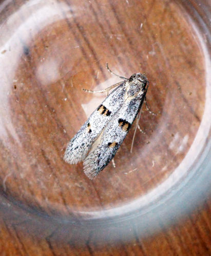 Symmocoides oxybiella (34980462004).jpg © Ben Sale from UK