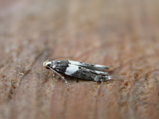 Recurvaria leucatella.jpg © Donald Hobern