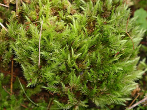 Aulacomnium palustre.jpeg © Kristian Peters -- Fabelfroh 14:08, 20 June 2007 (UTC)