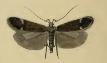 Syncopacma coronillella.JPG &copy; Stainton