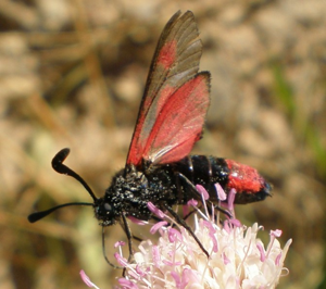 Zygaena sarpedon.jpg © Joan Carles Hinojosa Galisteo