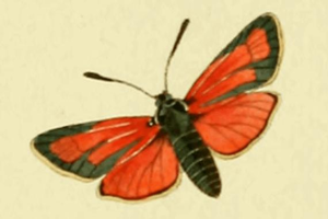 Zygaena erythrus.JPG © HÜBNER