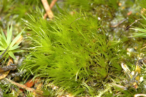 Bartramia.pomiformis.jpg © James K. Lindsey