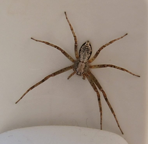 Philodromus aureolus Germany.jpg © Carsten Niehaus
