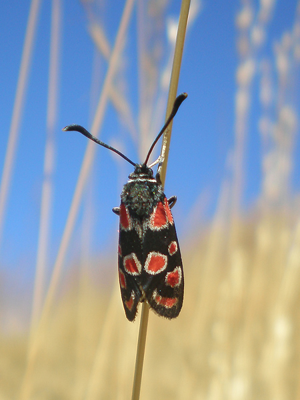 Zygaena carniolica.jpg © Joan Carles Hinojosa Galisteo
