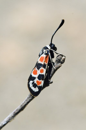 Zygaena occitanica1.jpg © www.invertebradosdehuesca.com