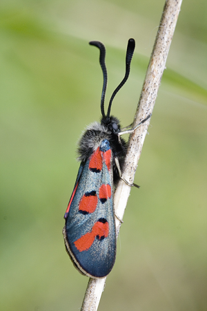 Zygaena rhadamanthus.jpg © www.invertebradosdehuesca.com