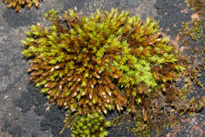 Orthotrichum cupulatum (a, 113322-471458) 4845.JPG © HermannSchachner