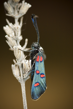 Zygaena lavandulae.jpg © www.invertebradosdehuesca.com