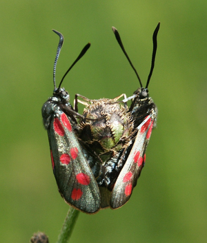 Zygaena filipendula 240503.jpg © Commons