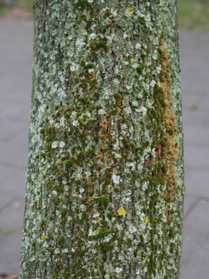 Orthotrichum diaphanum habitus.jpeg © Kristian Peters -- Fabelfroh 13:06, 18 December 2006 (UTC)