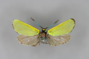 Adscita mannii mannii-M-Umbria, Monti Sibillini, Norcia Umgebung, Forca di Santa Croce-E-MK-21294a.jpg © Michael Kurz