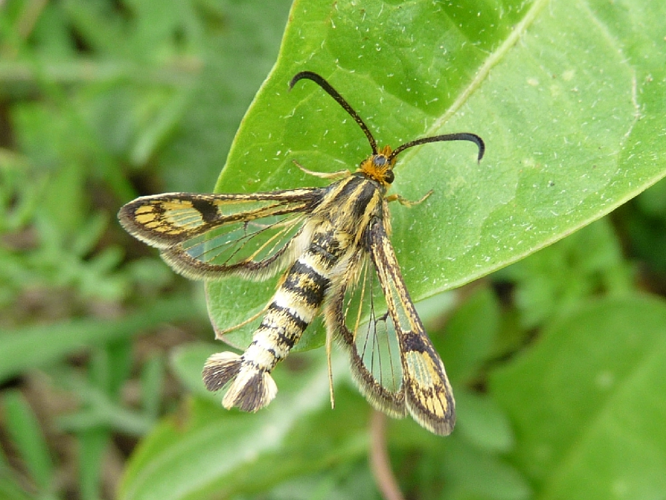 Chamaesphecia empiformis.jpg © Pavel Šinkyřík