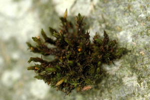 Orthotrichum.lyellii.jpg © James K. Lindsey