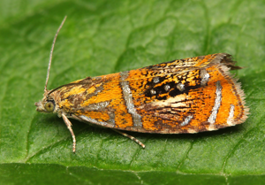 Olethreutes arcuella (1).jpg © Lukas Jonaitis from Vilnius, Lithuania