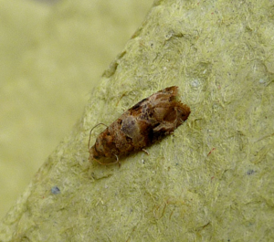 European Vine Moth.Lobesia botrana.Tortricidae - Flickr - gailhampshire.jpg © gailhampshire from Cradley, Malvern, U.K