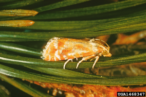 Rhyacionia buoliana.jpg © USDA Forest Service - Ogden Archive, USDA Forest Service, Bugwood.org