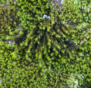 Orthotrichum rupestre (orthotrichum moss) (6900484832).jpg © Commons
