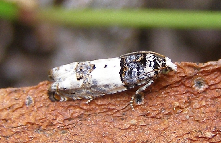 Gypsonoma sociana.jpg &copy; H. Dumas