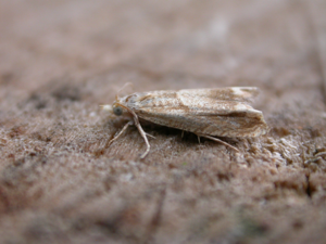 Eucosma conterminana.jpg © Donald Hobern