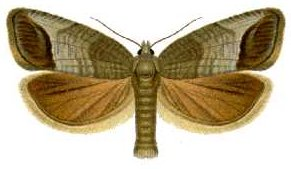 Cydia pomonella (Falter).jpg © Commons