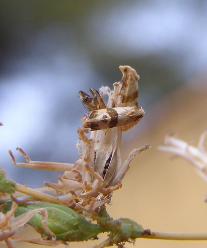 Phalonidia contractana.jpg © H. Dumas