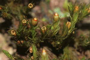 Orthotrichum striatum (a, 144711-474707) 5605.JPG © HermannSchachner